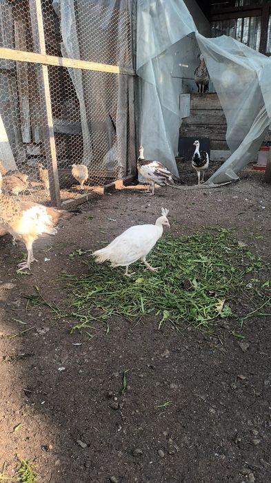 Pauni si gaini wyandotte portelan si gsg