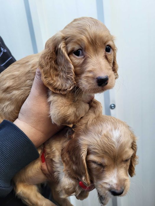 Продавам кокер шпаньол