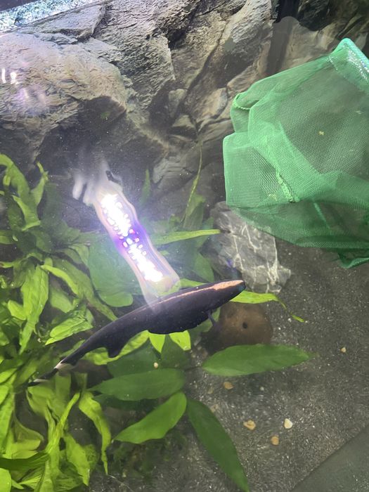 Apteronotus albifrons(peste cutit)