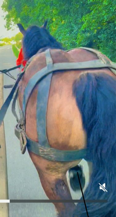 Vâd cal castrat de 4 ani garantat de tras