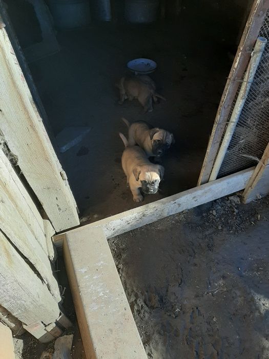 Продавам малки кученца Кане Корсо,бели и жълти.
