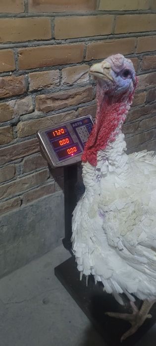 Induk sotiladi klosi 55000