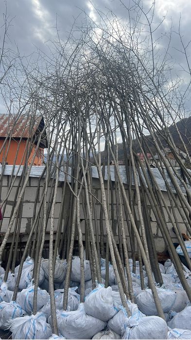 Vindem tei mirositor de floare de mai multe dimensiuni oriunde in tara