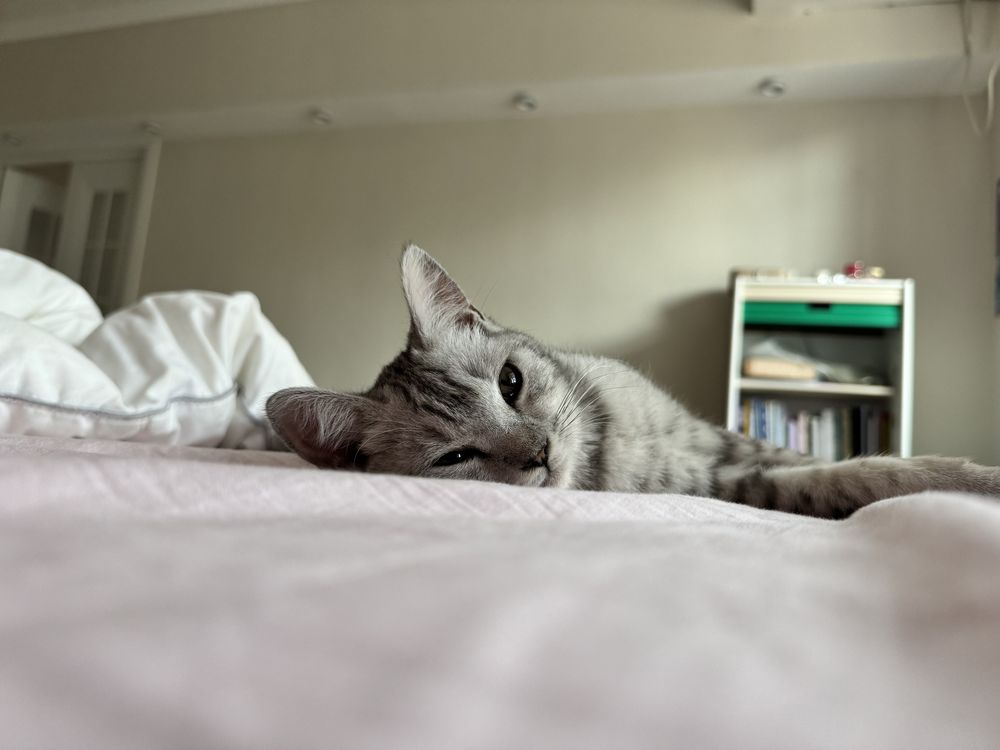 Кошка 3 месяца девочка