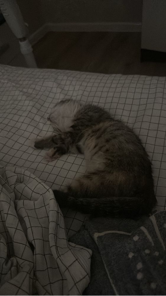 Котенок ищет дом
