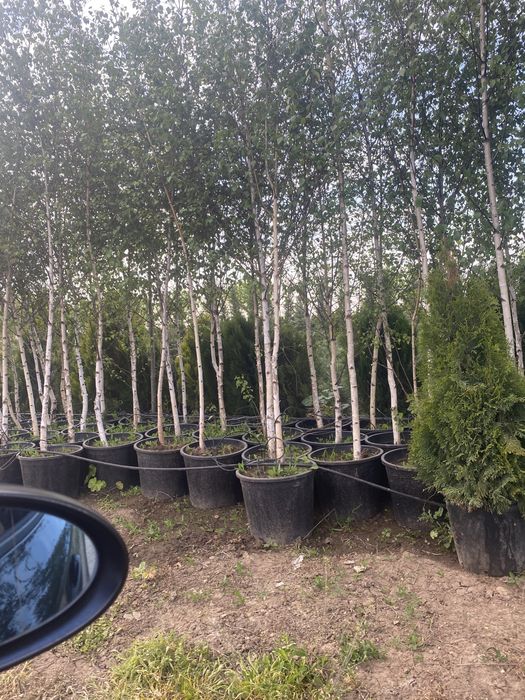 Plante ornamentale tei stejar platani