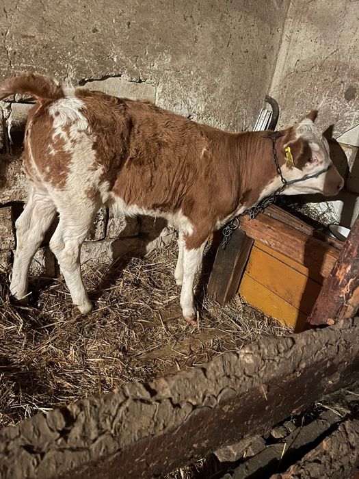 Vând vacă si vițea!