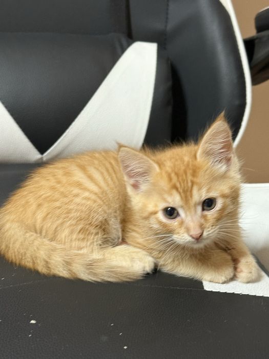 Отдам бесплатно котят в добрые руки