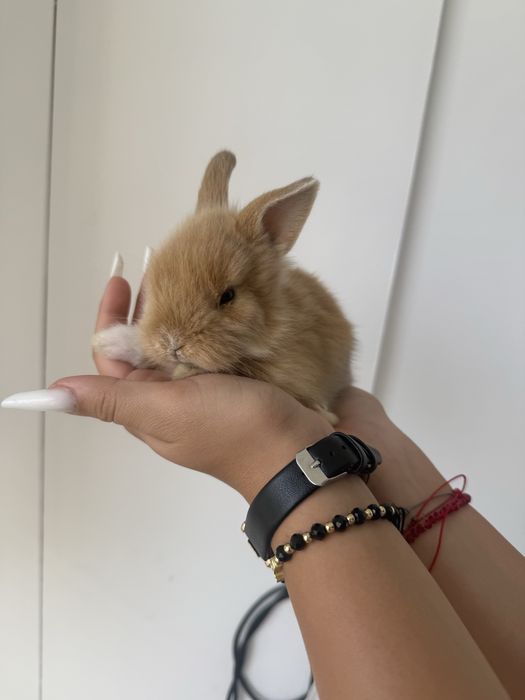 iepurasi pitici o luna fete/baieti