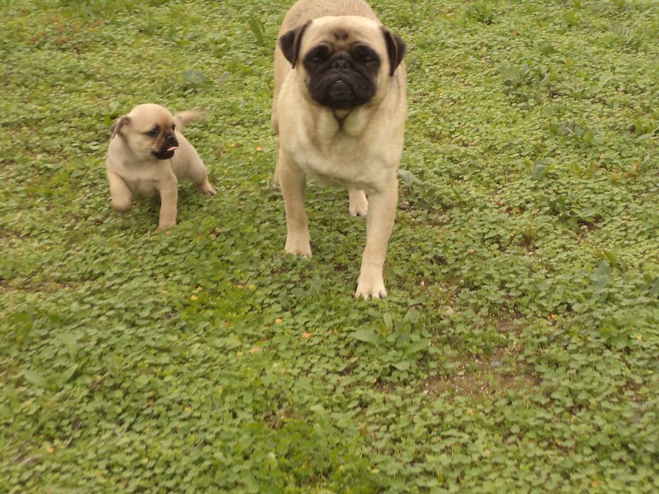 МОПС-бебета-3 броя!!!