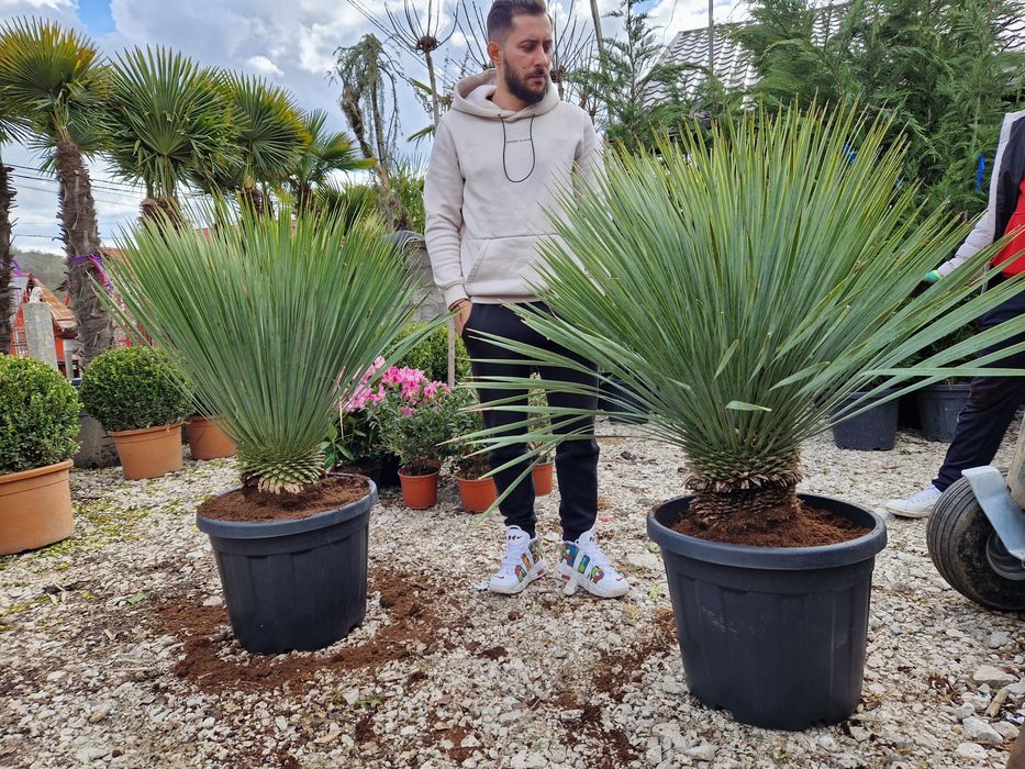 Maslin copacel olea europaea,yucca,palmieri,plante exotice ornamentale