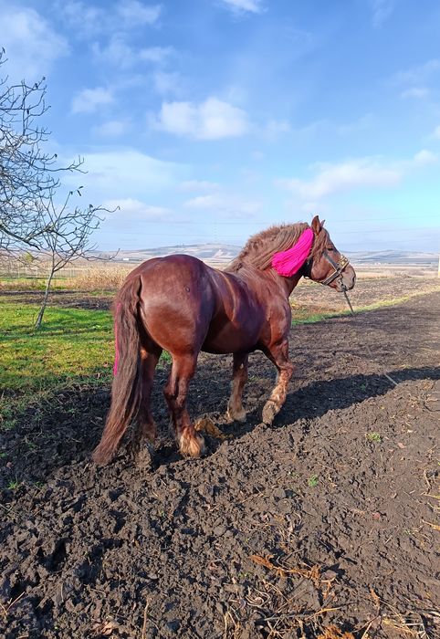 Vând armăsar din rasa sange rece unguresc