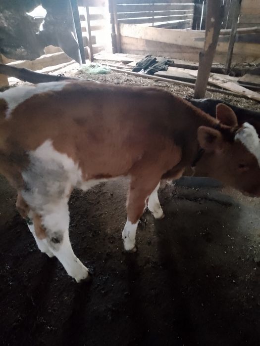 Vând vieței de doua luni
