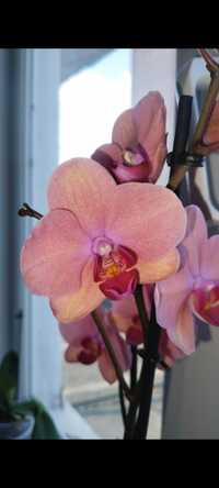 Орхидея 70 см на 2 цветоноса