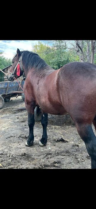 Vand armăsar semigreu