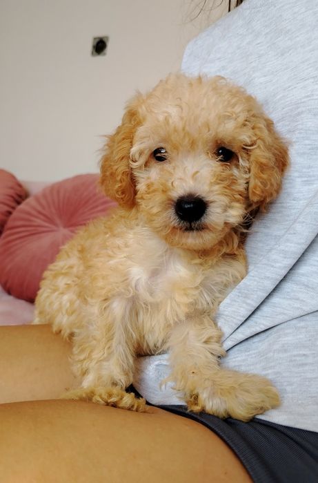 Той пудел, мини пудел