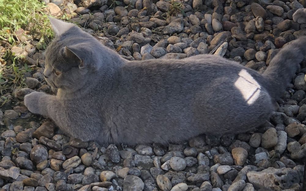 British Shorthair, Blue, Mascul de 5 luni