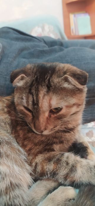 Кошка шотландский