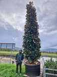 Magnolia grandiflora copac si tufa  ( vesnic verde cu flori albe )