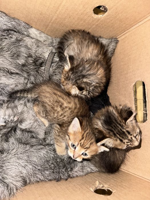 Котята в добрые руки бесплатно