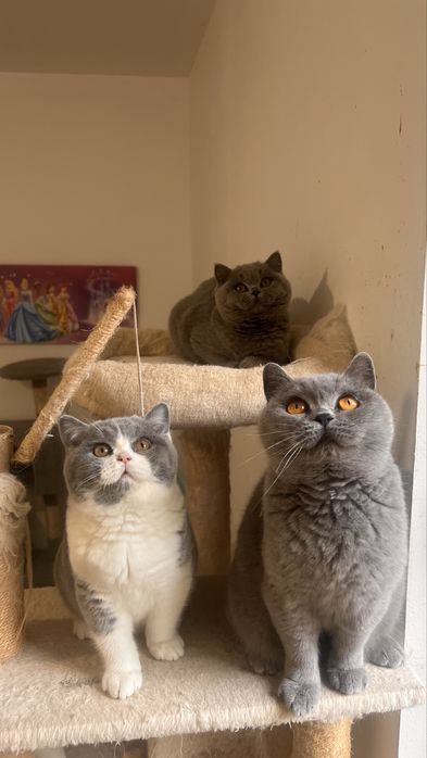 Чистокръвно британско коте шоу клас