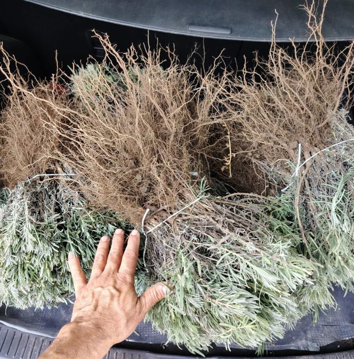 Butași de lavanda de vânzare