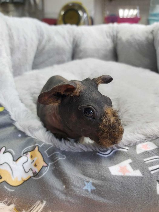 Продаются морские свинки