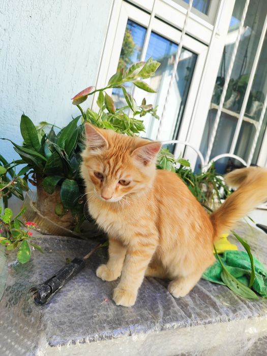 Котёнок ищет свой дом