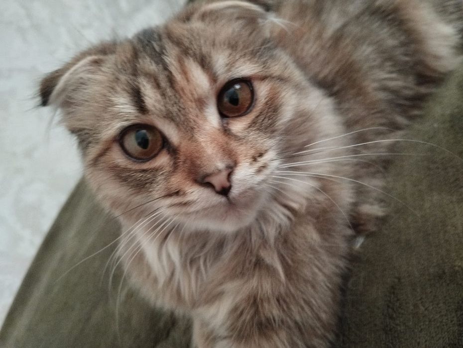 Кошка вислоуха мальчик бесплатно