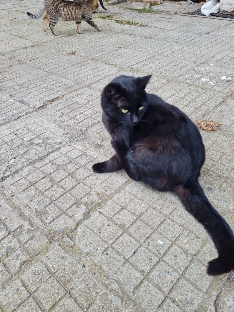 Черна котка      .