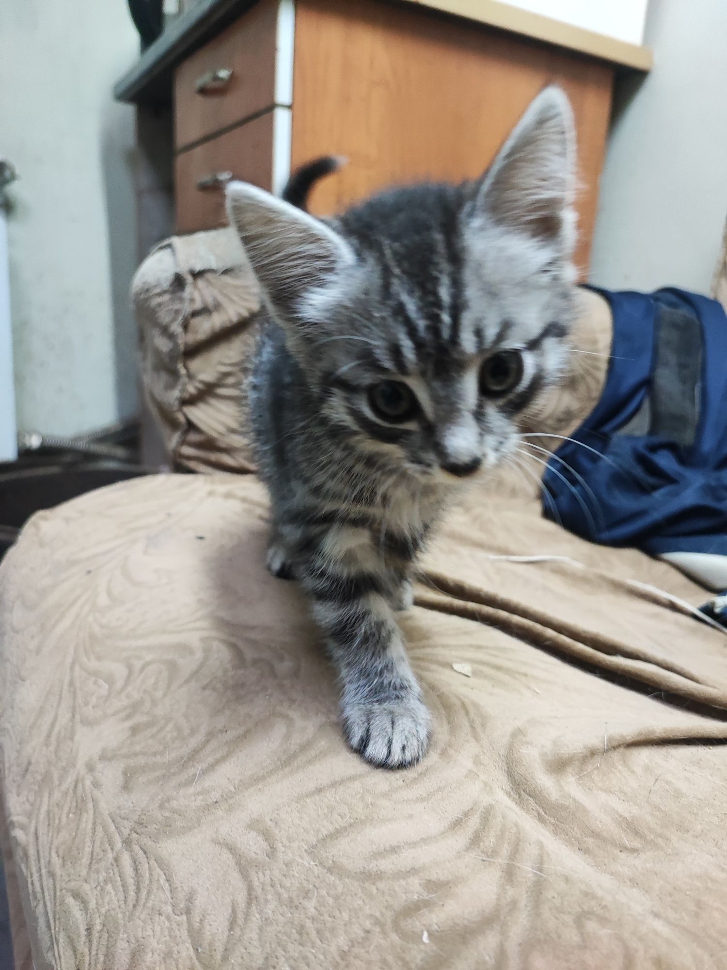 Кошечка в добрые руки