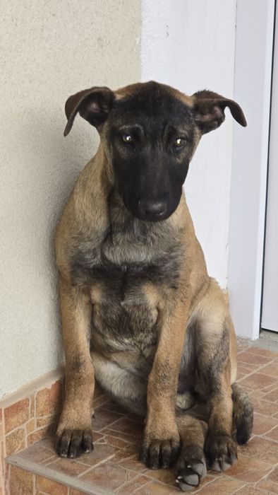 Donez cățelușa belgian malinois