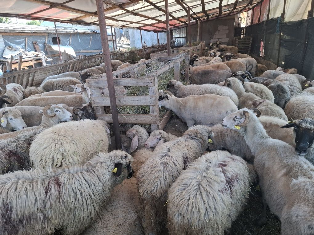 Vand oi țurcane tinere