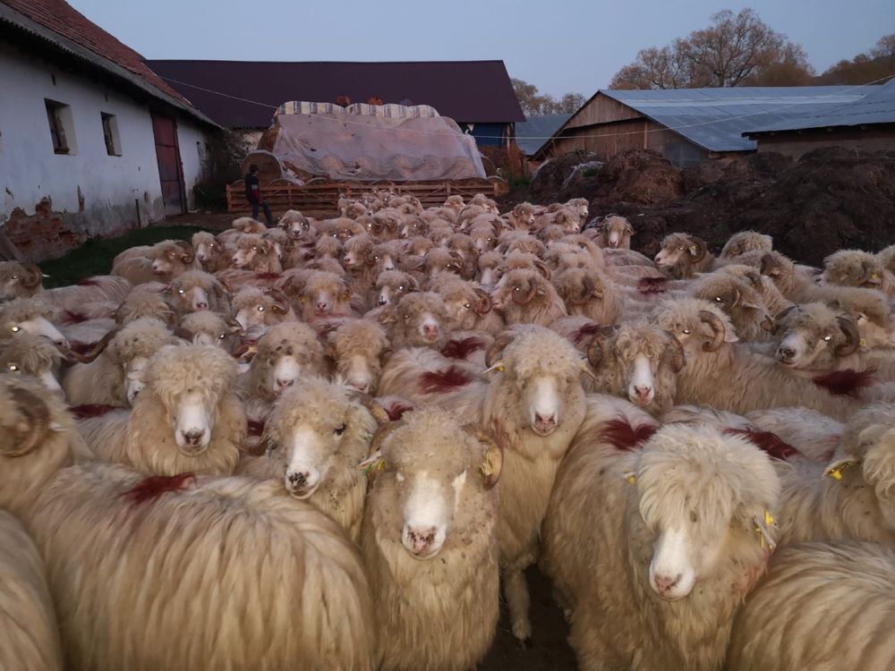 De vînzare 350 oi și 7 berbeci