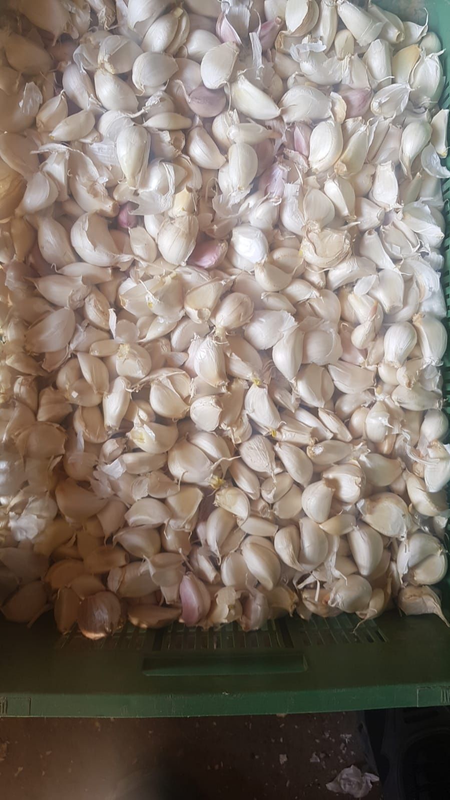 Vand grăunti de usturoi cu germinatie totală