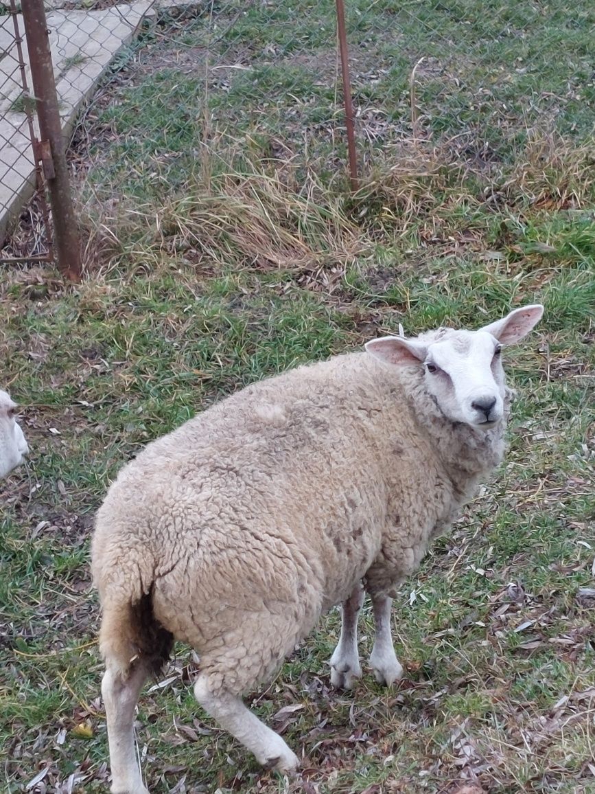 Vând oi texel frumoase