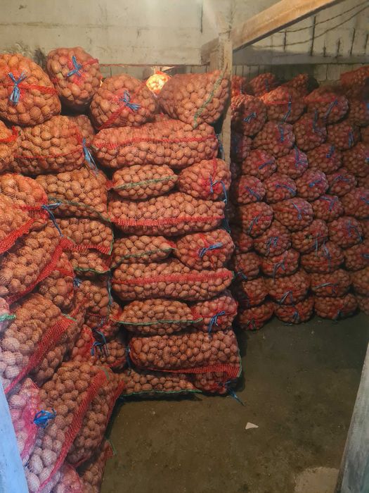 Cartofi de samante alb si rosu