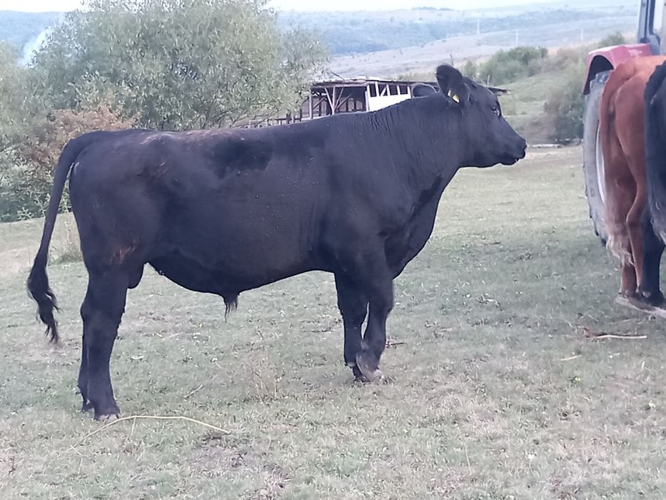 Vaci de vanzare de carne și lapte