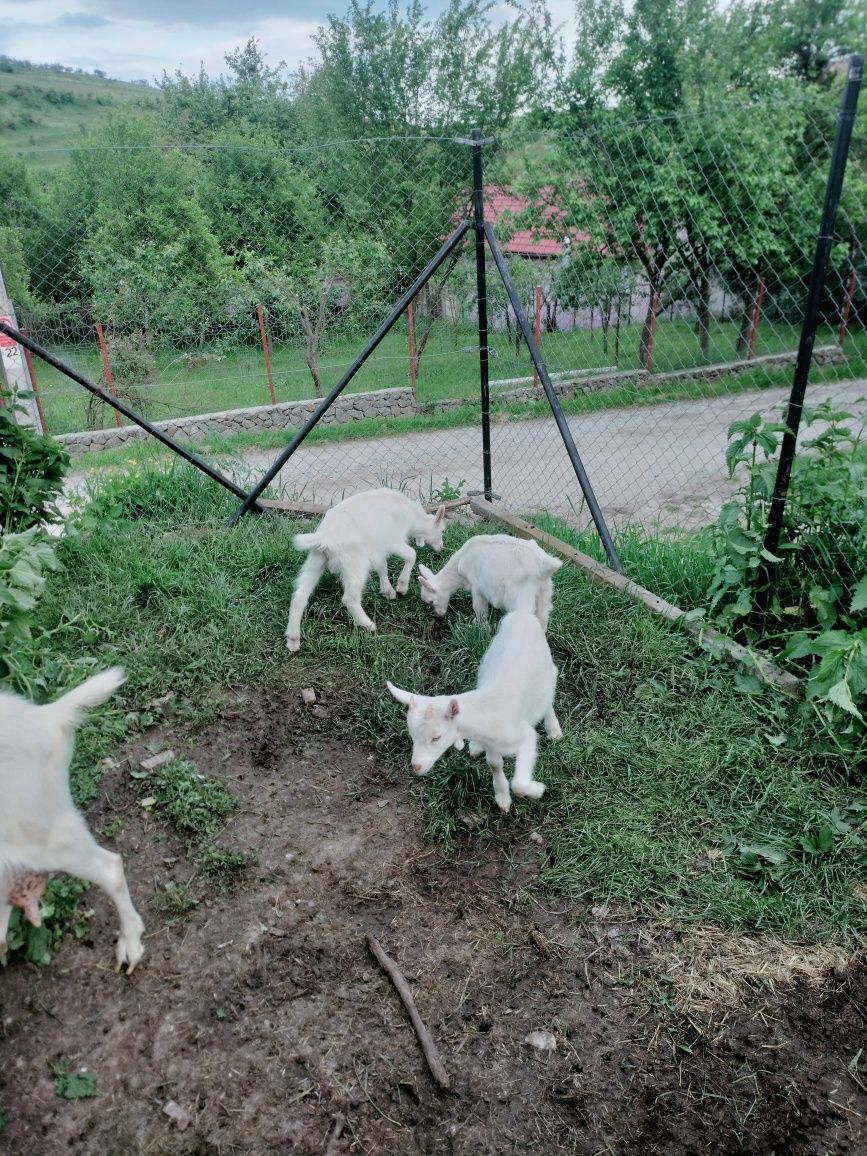 Vad ied (tapisor) sut din tripleți din capra de 5 l lapte
