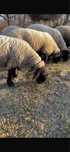 Oi suffolk originare anglia  de vanzare