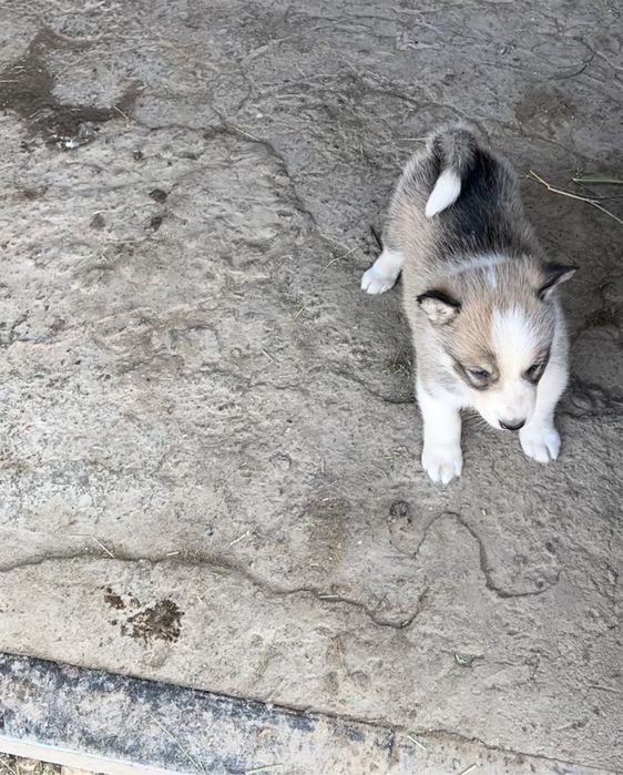 Лаика күшүк сатылады