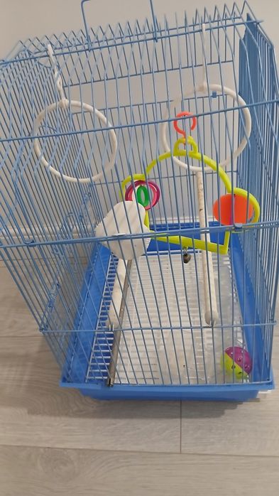 Vand cusca / colivie papagali cu accesorii