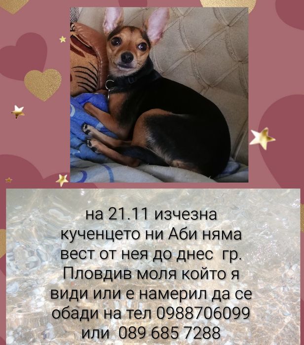 Издирва се Аби моля ви върнете ни я