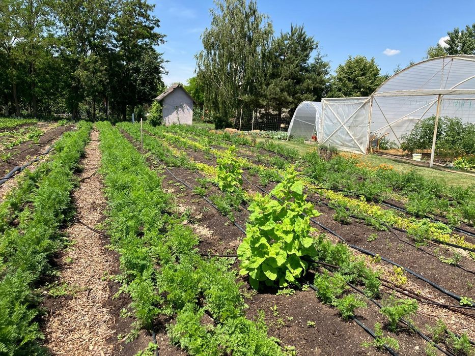 Compost vegetal !