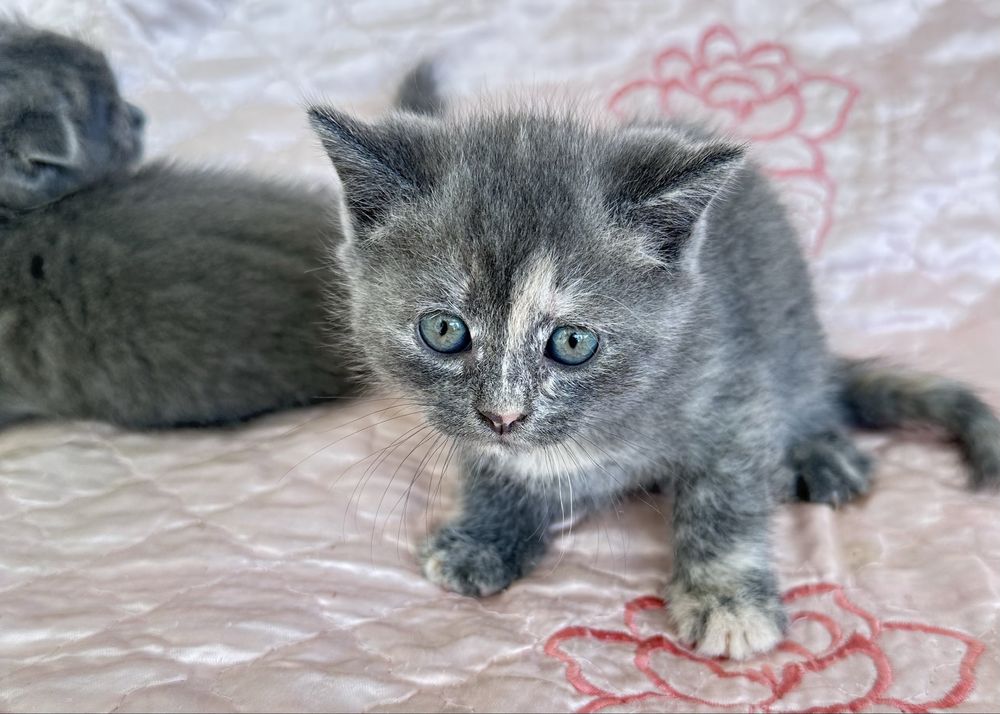 Продается породистые котята