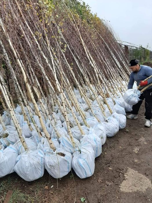 Tuia smarald spirale pon pon magnolia