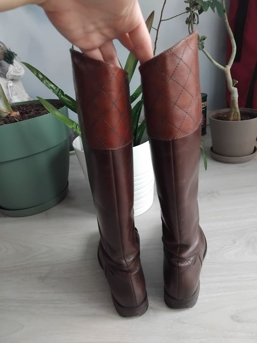 Cisme maro de la musette