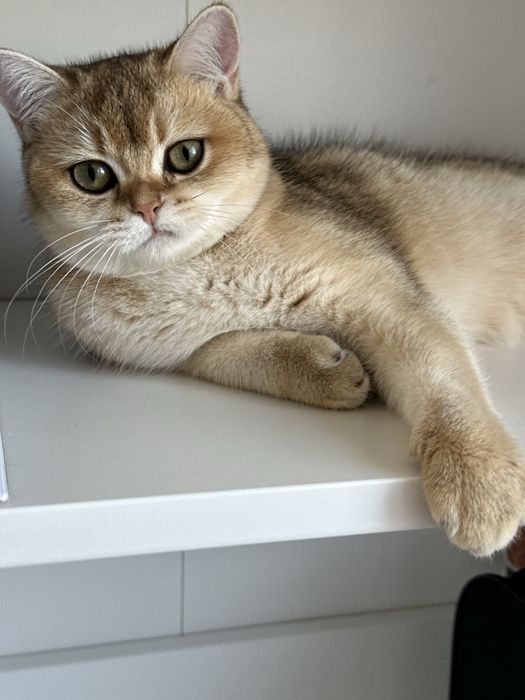 British shorthair golden shaded, FETITA superba !! FELISA AUTORIZATA !