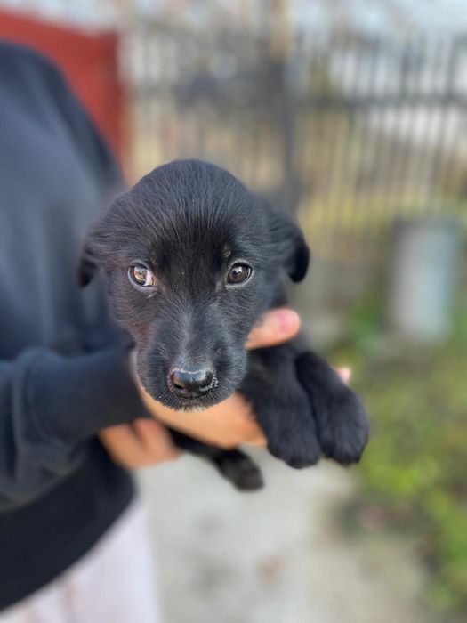 Căței pentru adopție