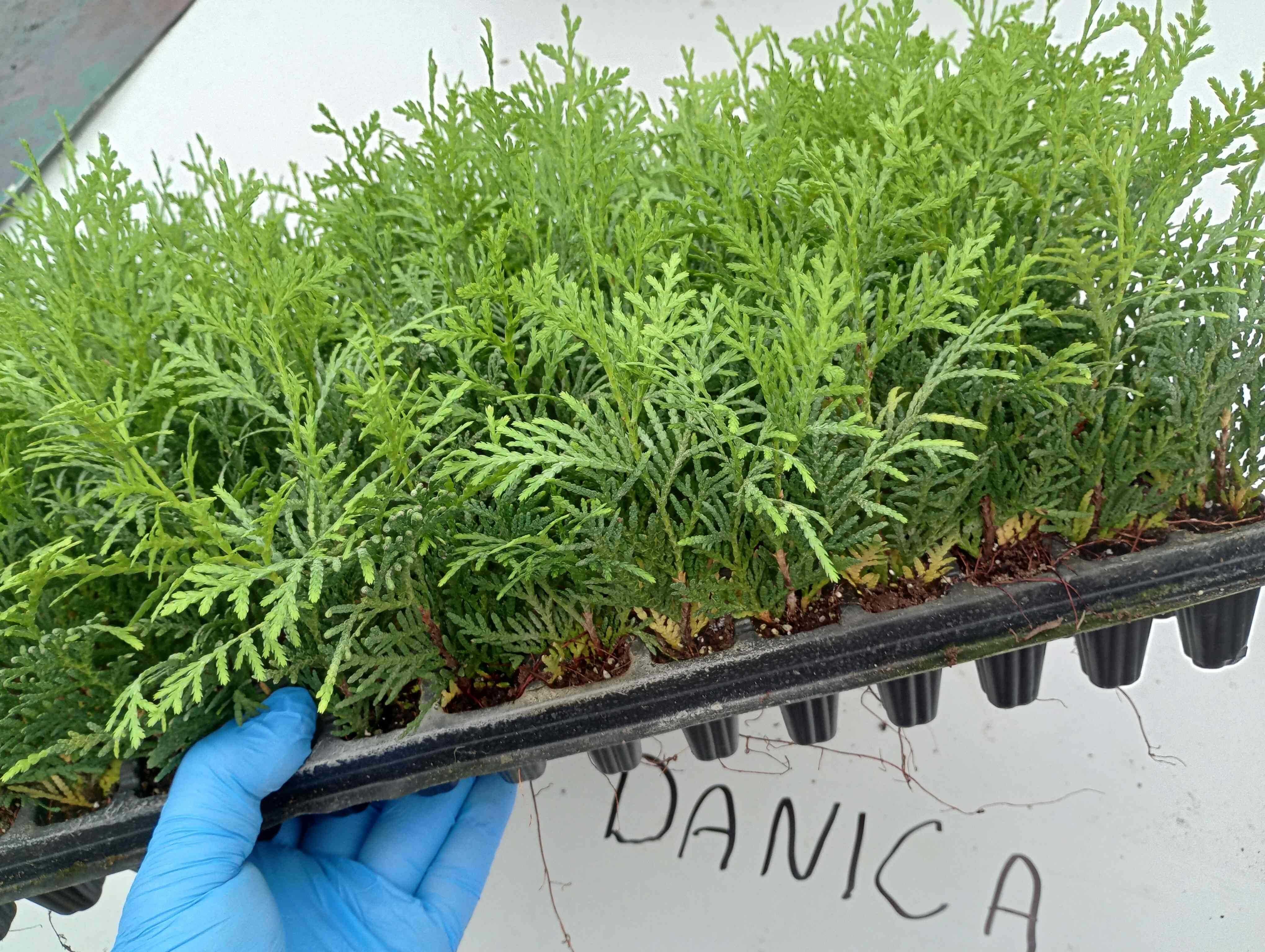 Tuia smarald, thuja smaragd 1,5 ani, tuia brabant gold 2 ani